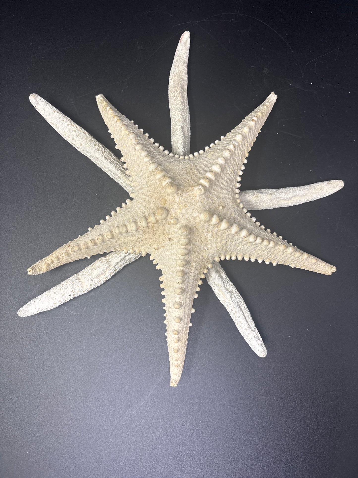2 XL Sea Stars