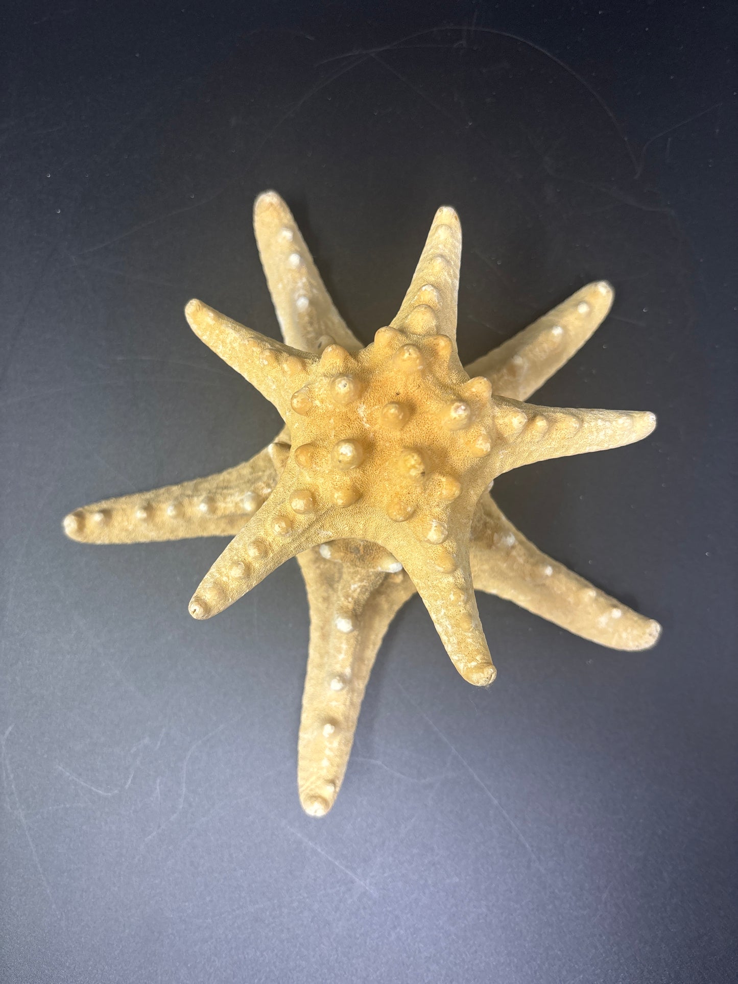 2 Thorny Sea Stars