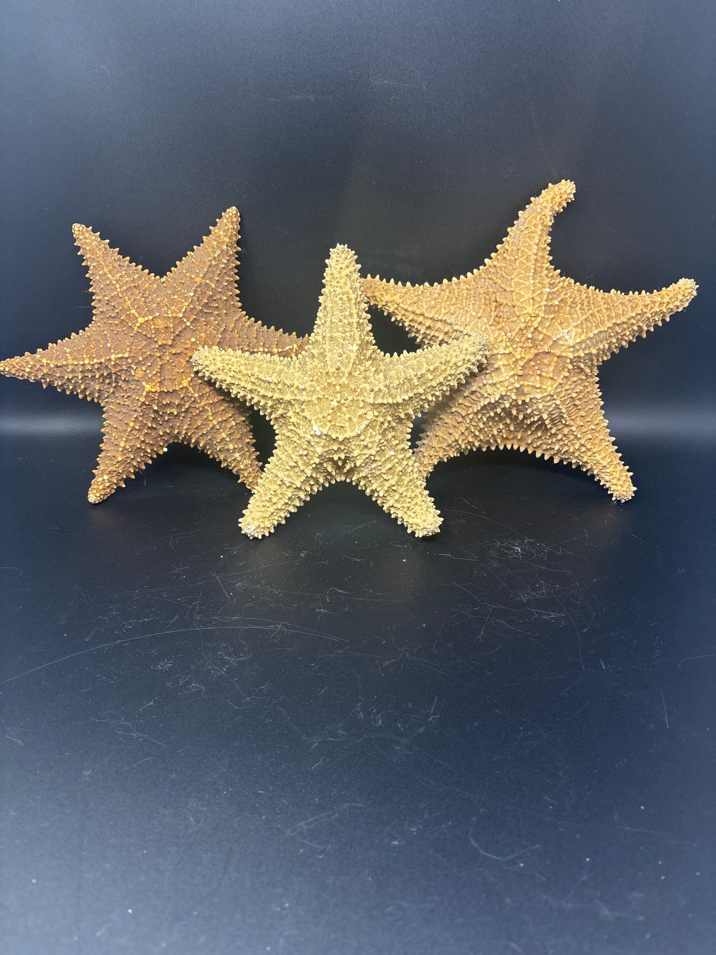 XL Starfish