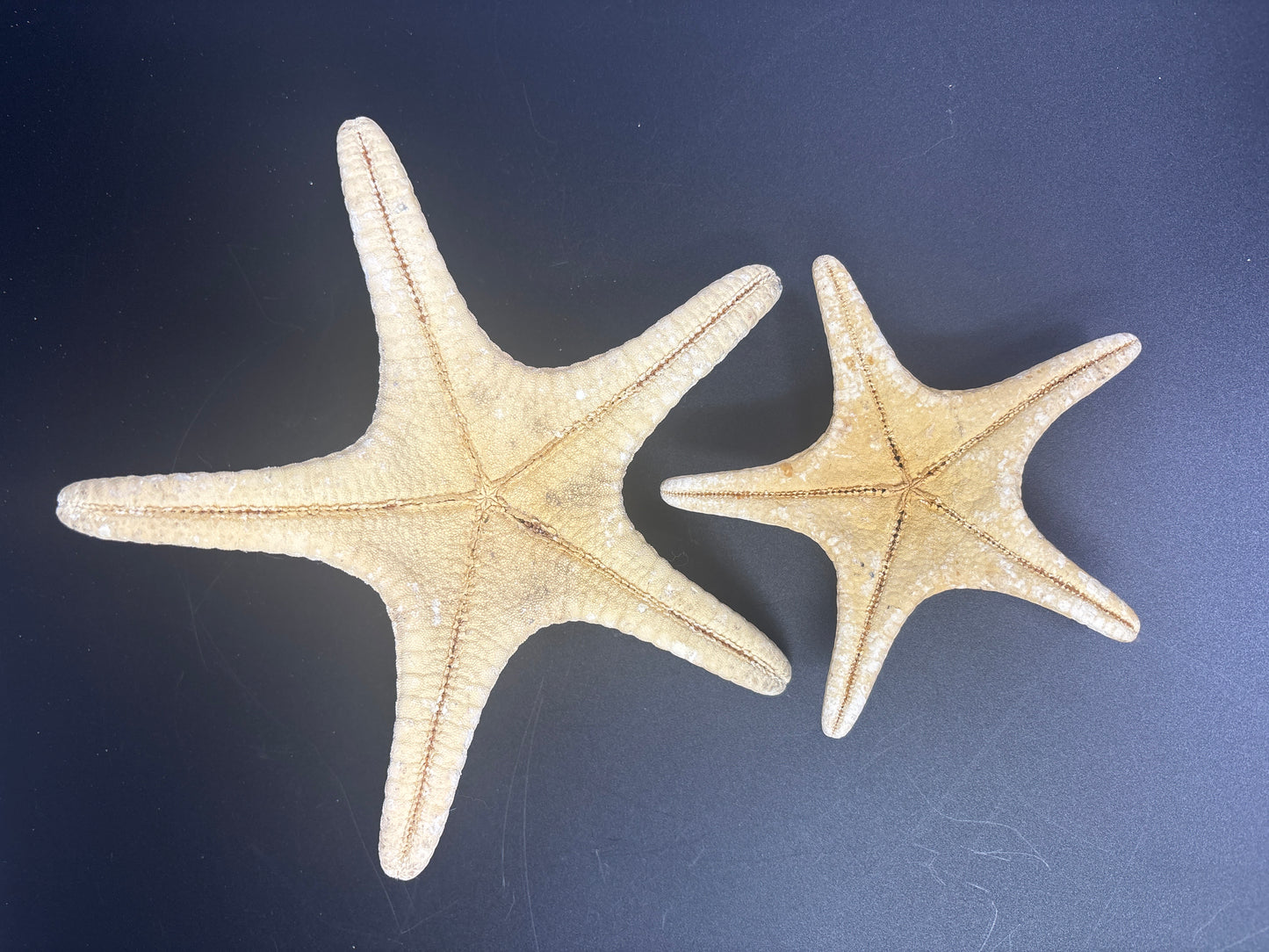 2 Thorny Sea Stars