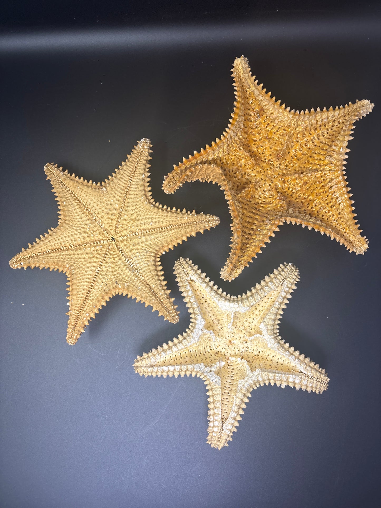 XL Starfish