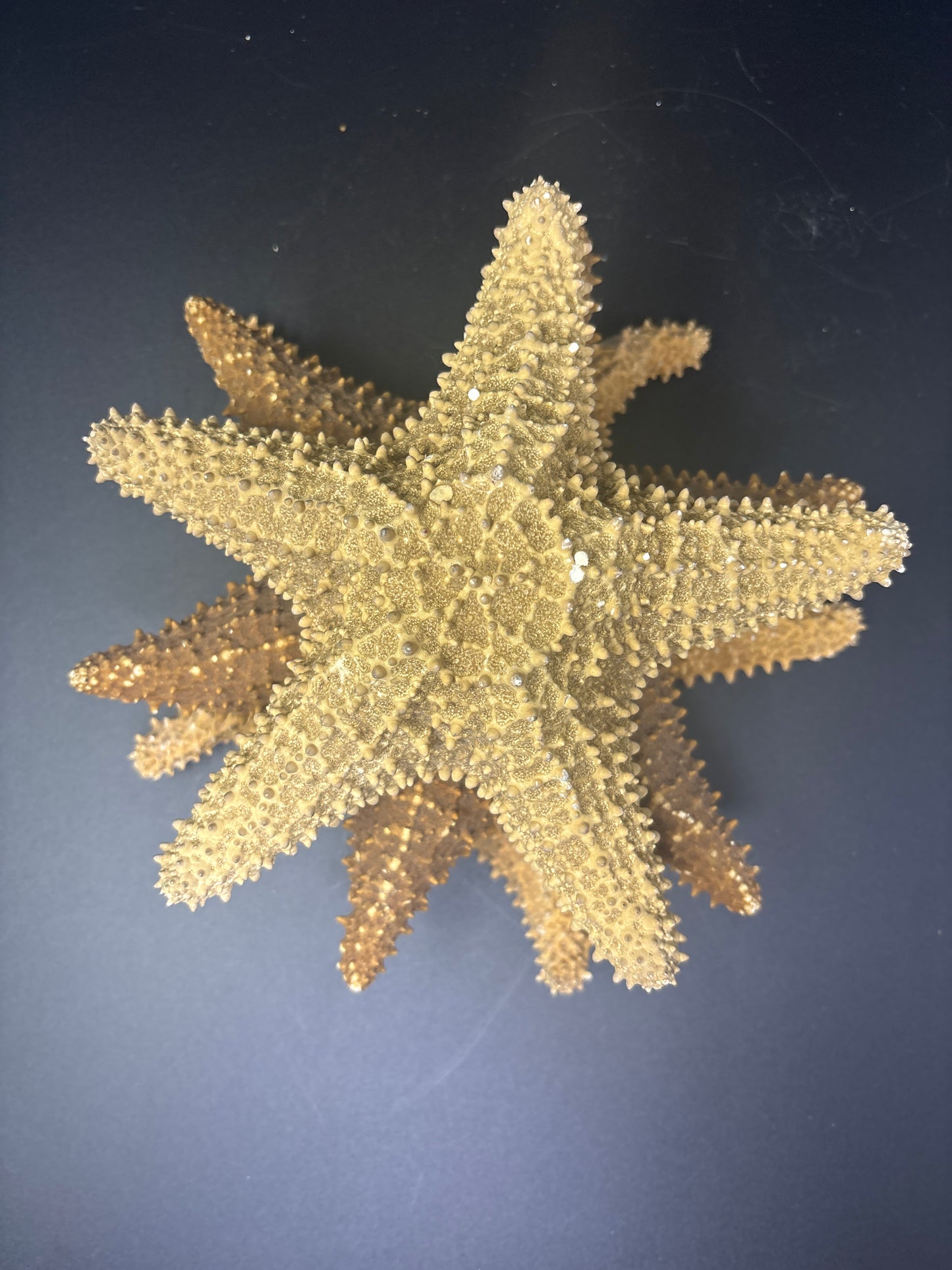 XL Starfish