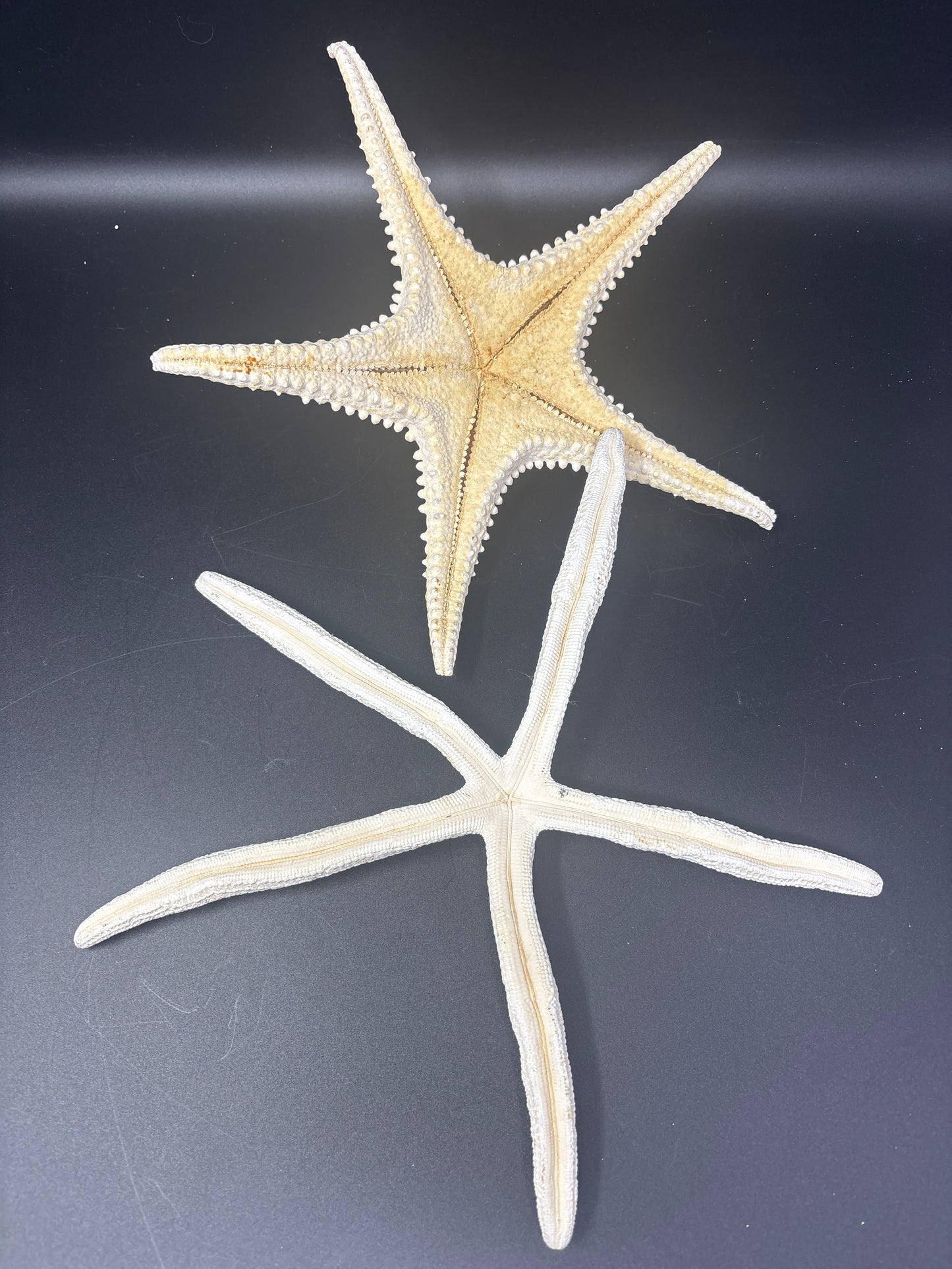 2 XL Sea Stars