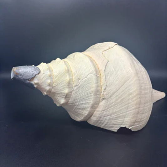 Giant Australian Trumpet Shell