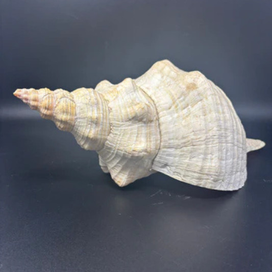 Giant Horse Conch