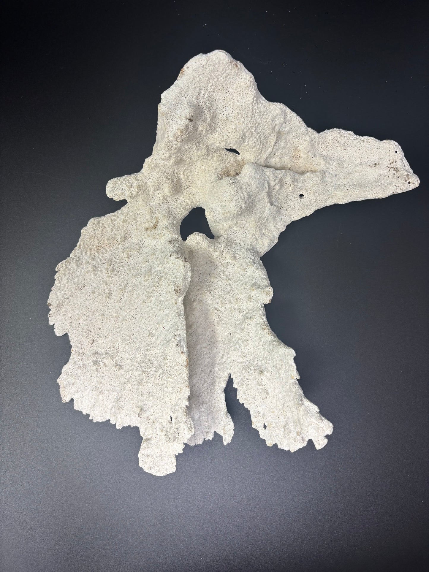 White Coral