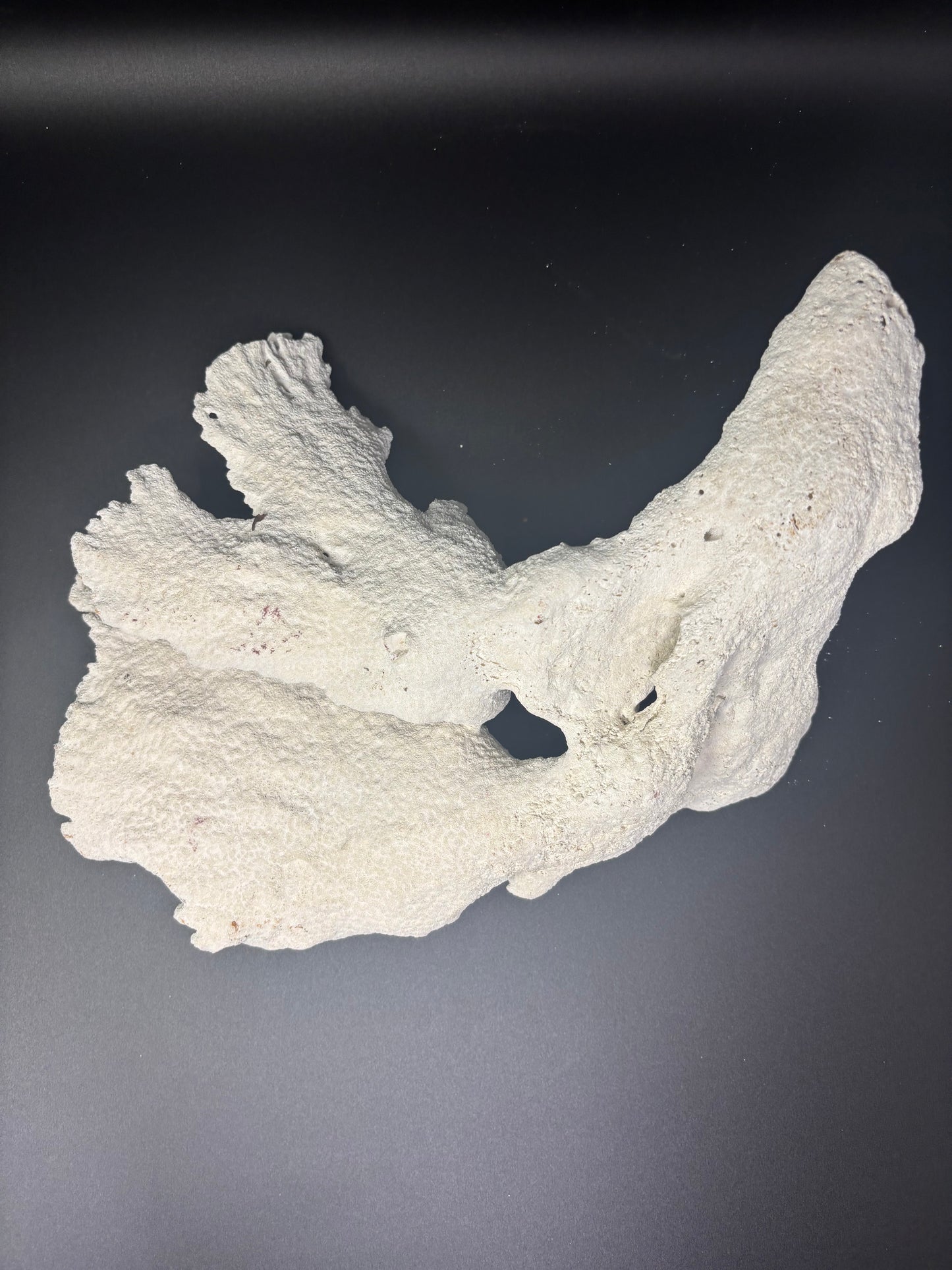White Coral