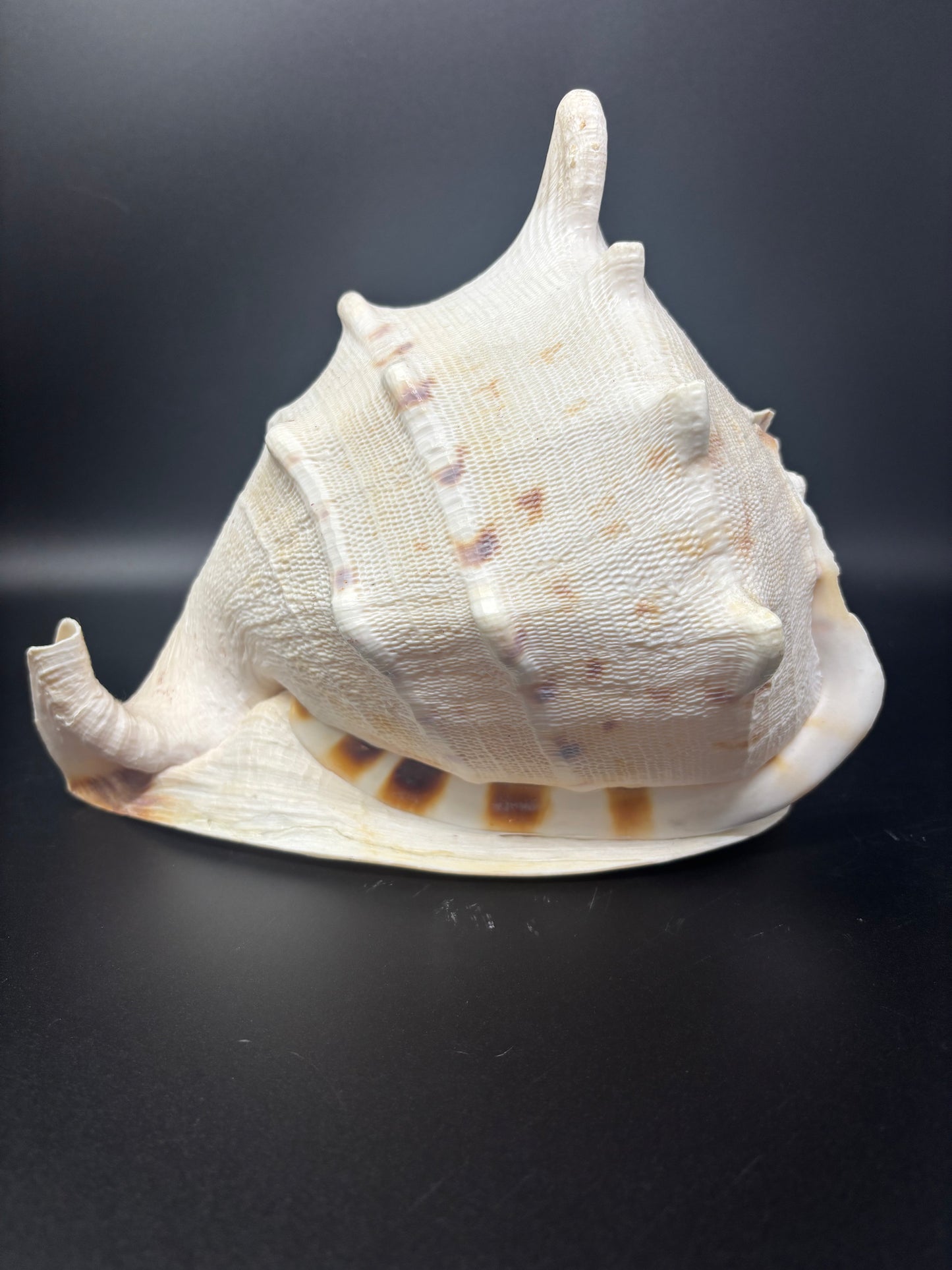Queen Conch