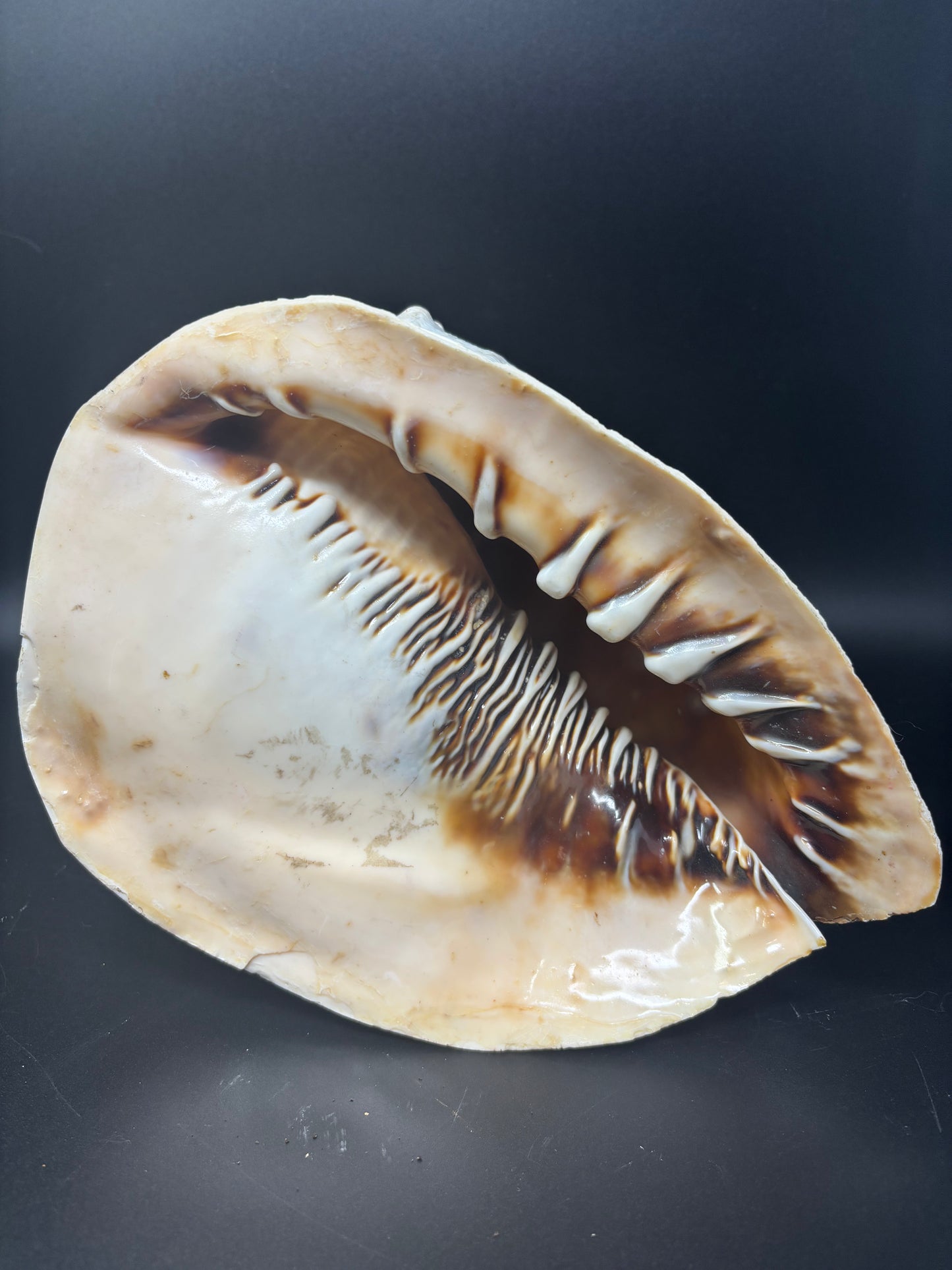 King Helmet Conch Shell