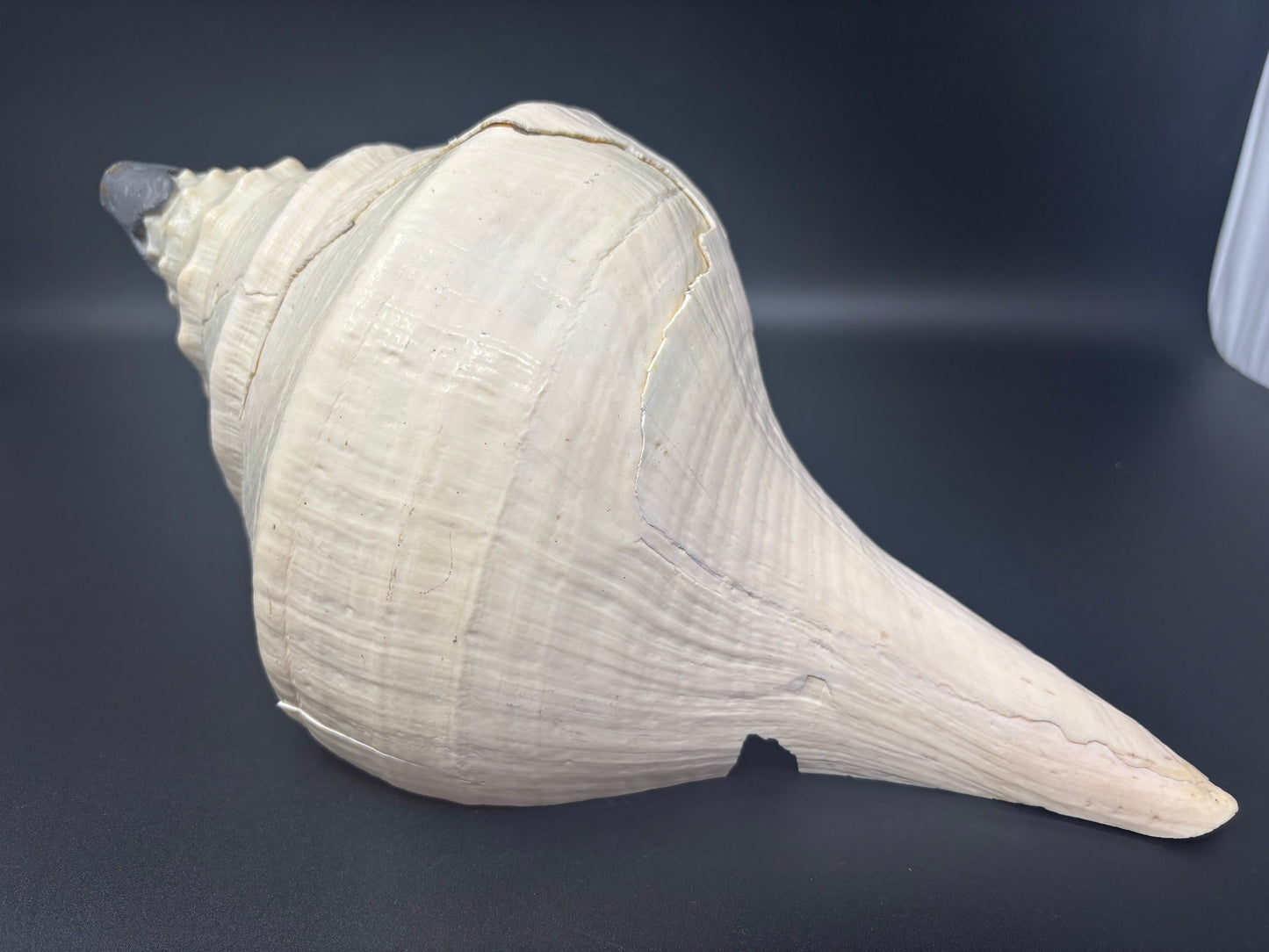 Giant Australian Trumpet Shell
