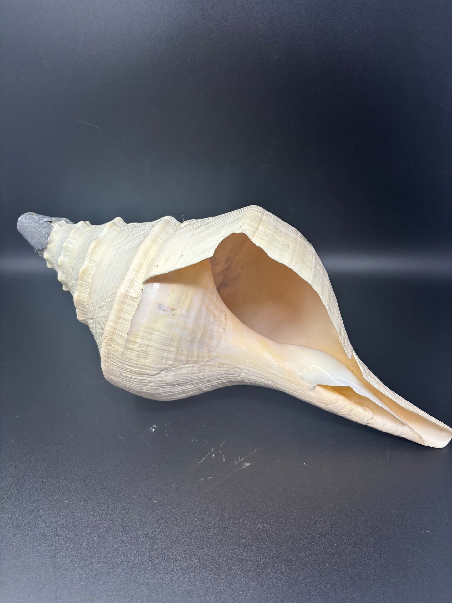 Giant Australian Trumpet Shell