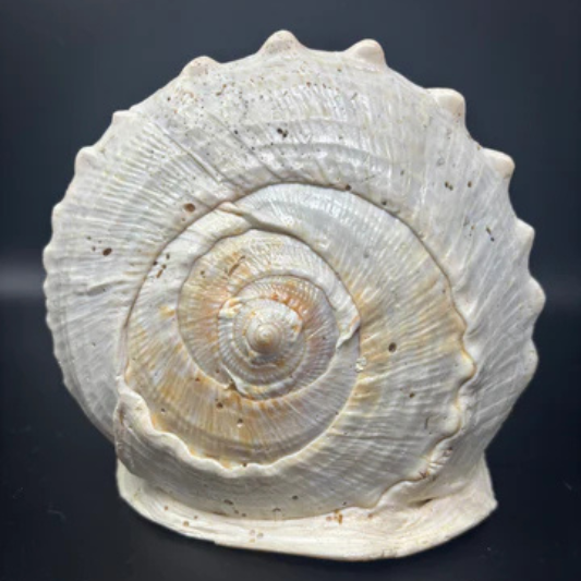King Helmet Conch Shell
