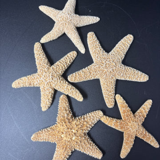 Medium Starfish