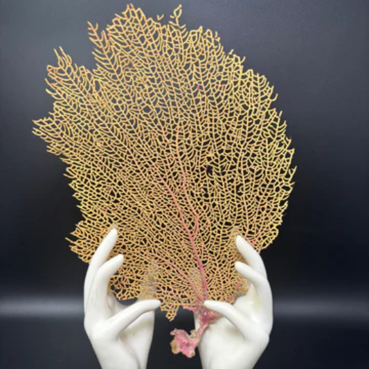 Medium Sea Fan