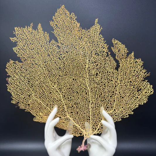 Large Sea Fan