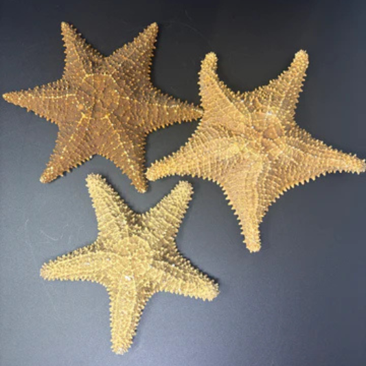 XL Starfish