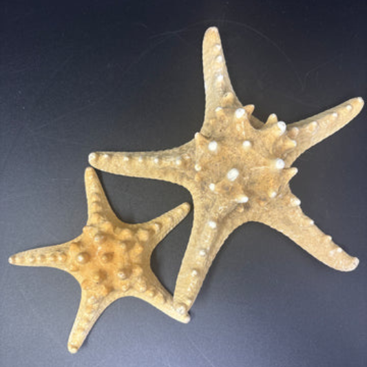 2 Thorny Sea Stars