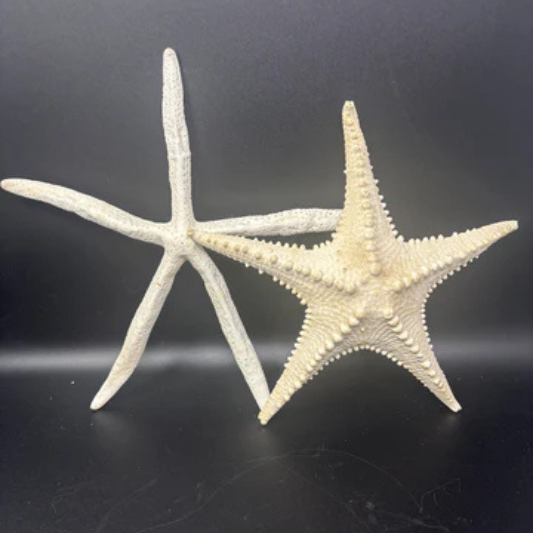 2 XL Sea Stars