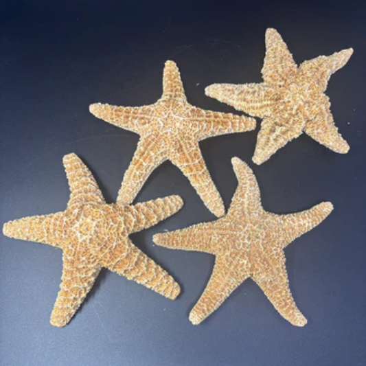 Large Starfish