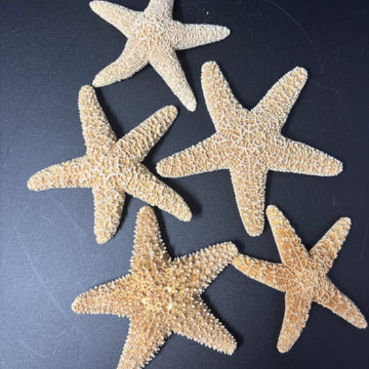 Small Starfish