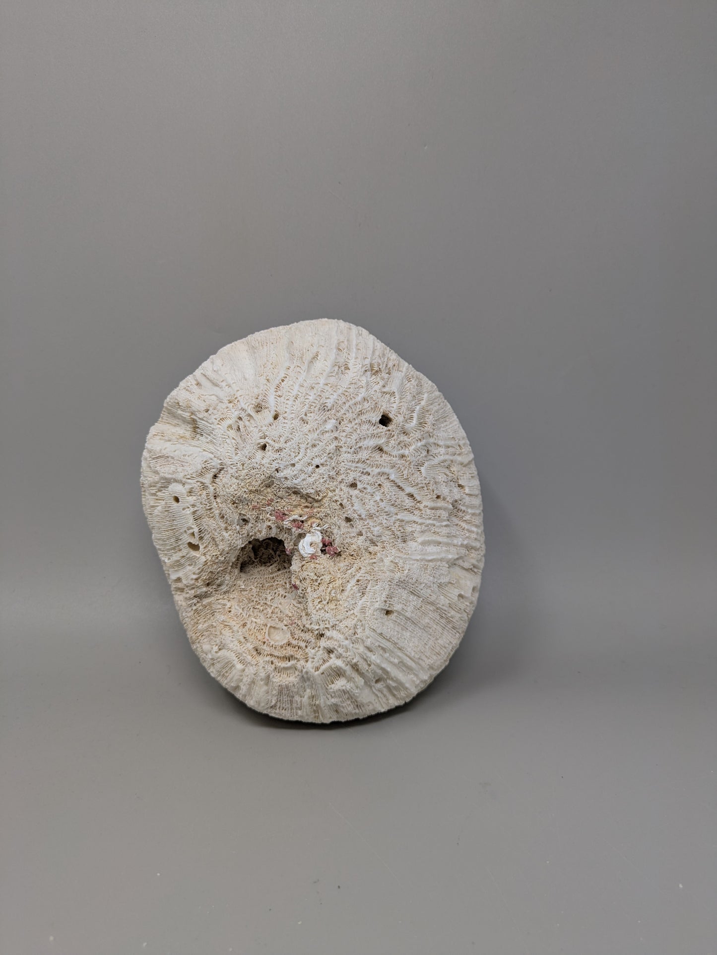 Brain Coral