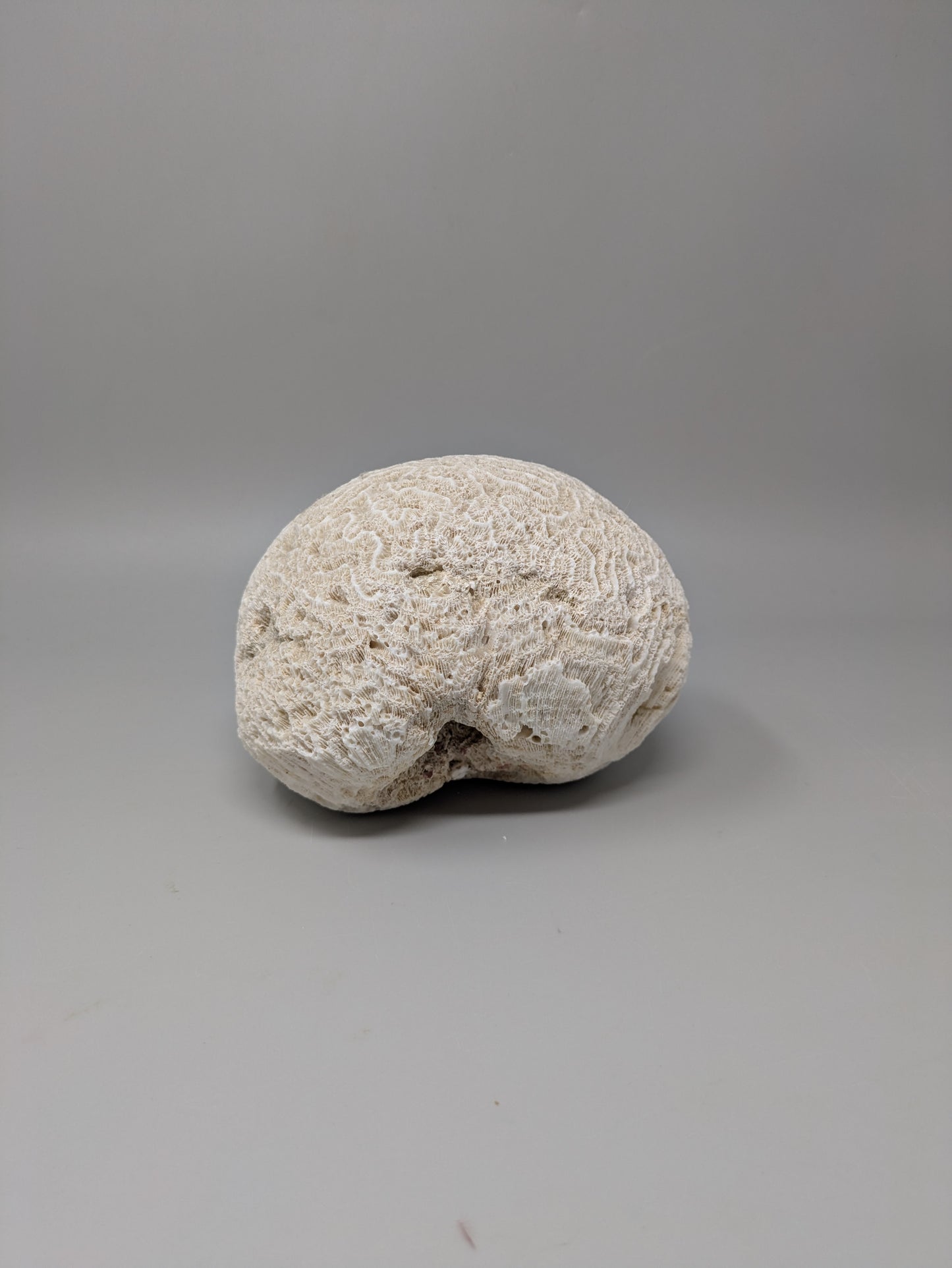 Brain Coral