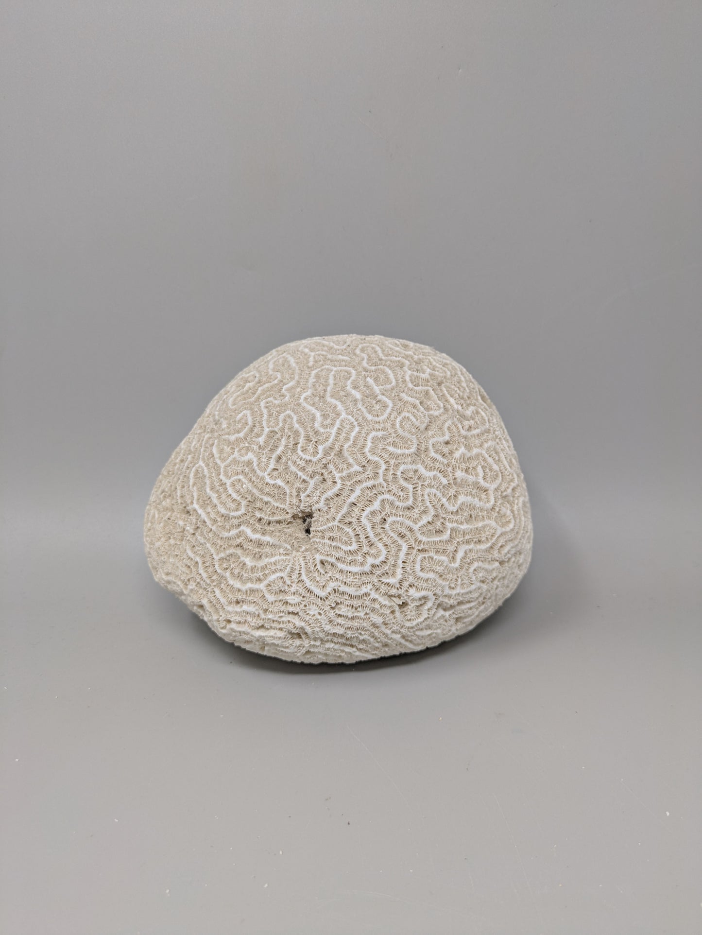 Brain Coral