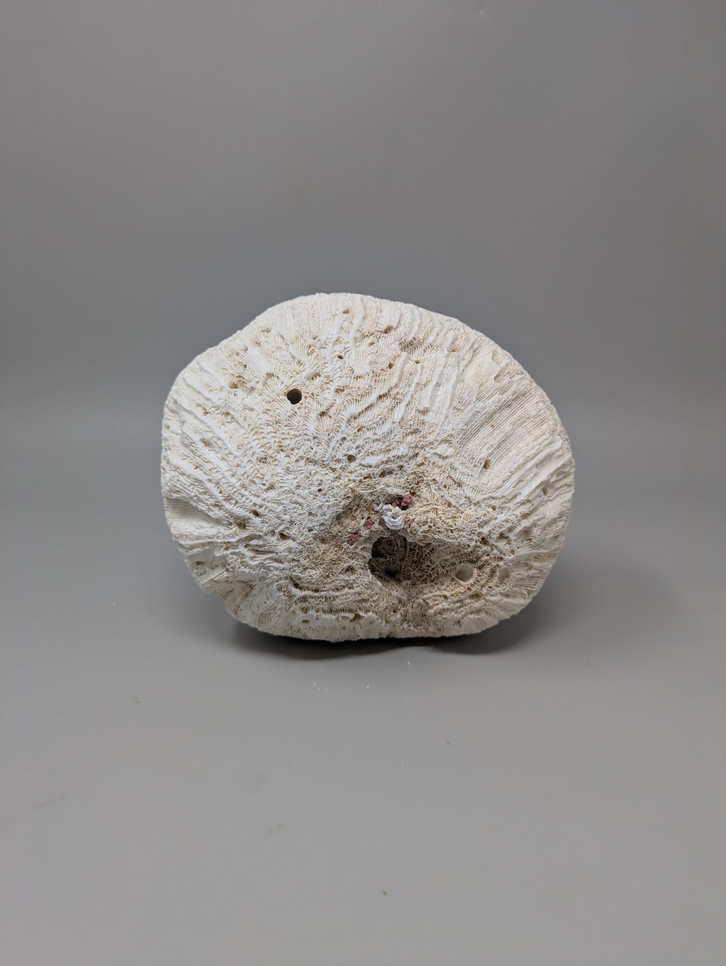Brain Coral