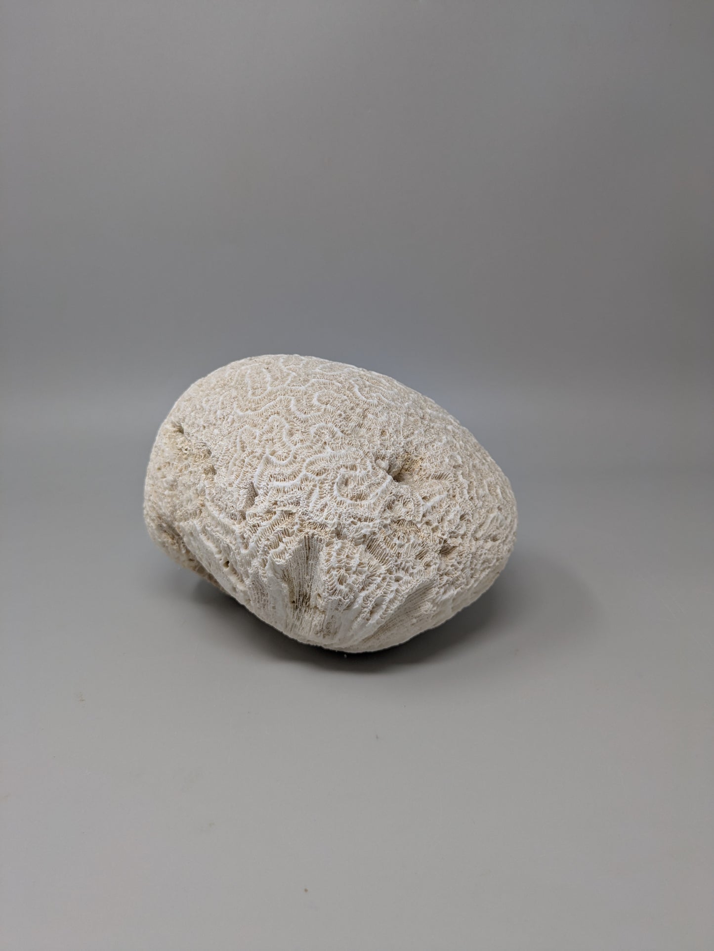 Brain Coral