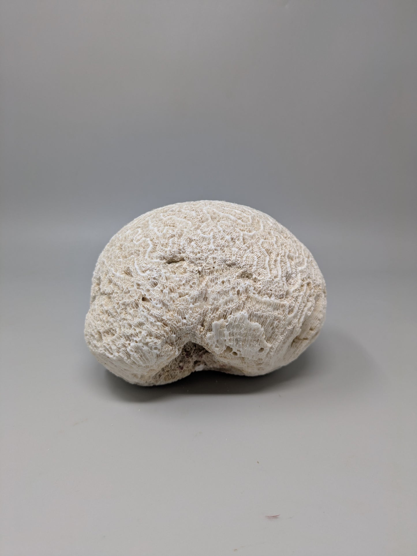 Brain Coral
