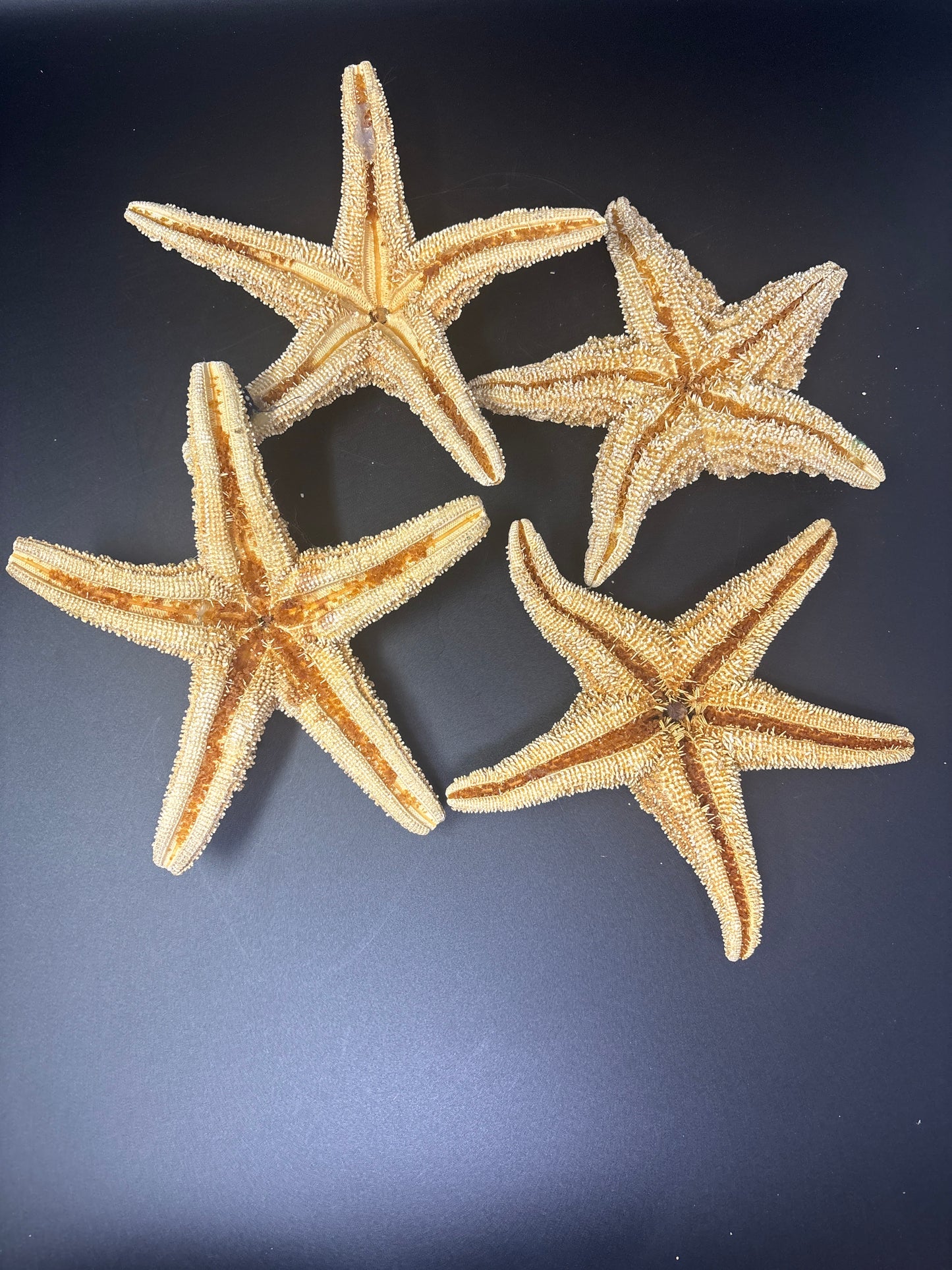 Large Starfish