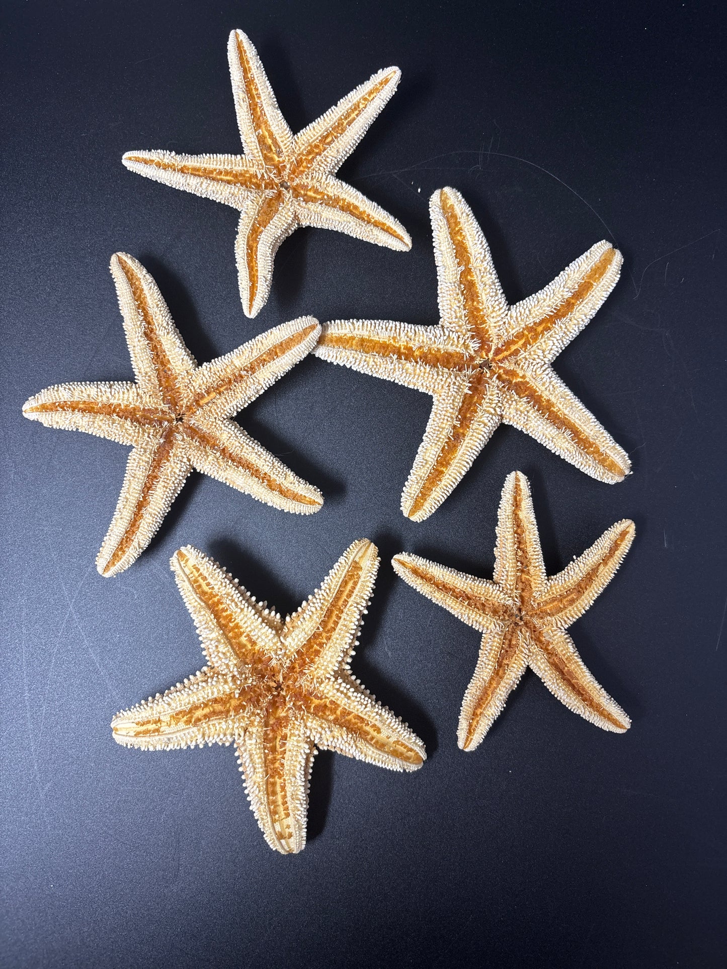 Medium Starfish