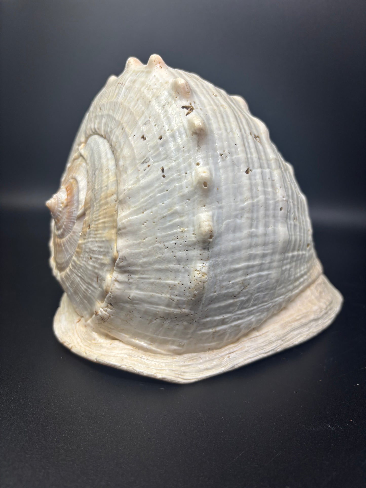 King Helmet Conch Shell