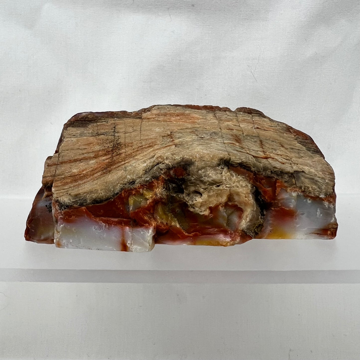 Petrified Wood, Agate