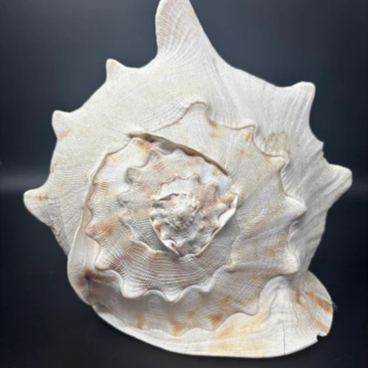 Queen Conch