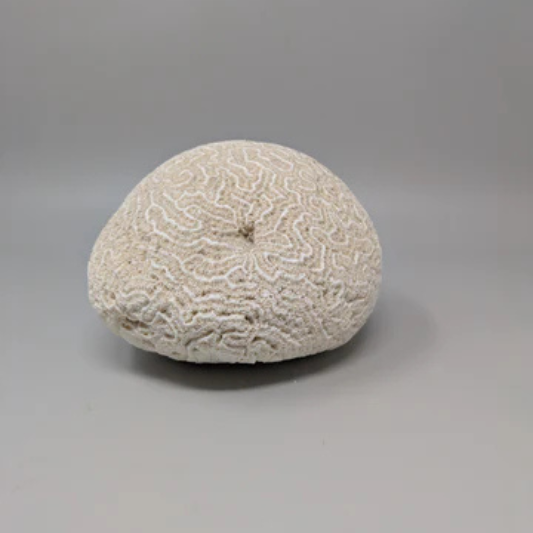 Brain Coral