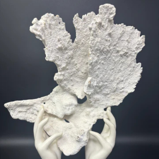 White Coral