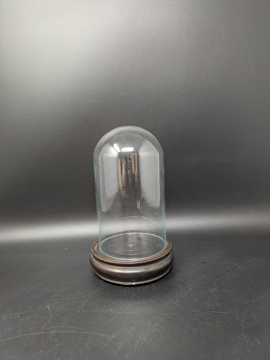 Glass Dome on Dark Wood Stand